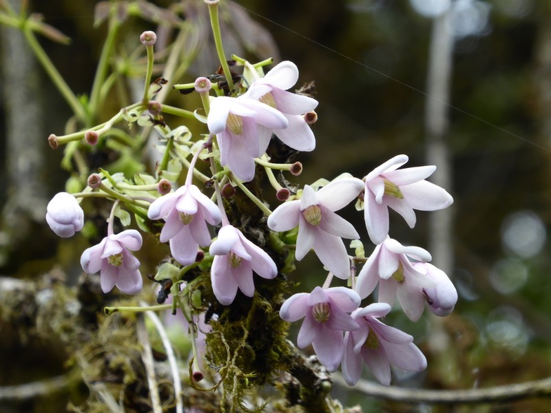 Stauntonia latifolia