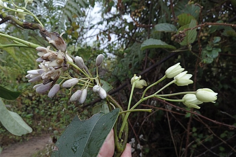 Stauntonia latifolia photo 3