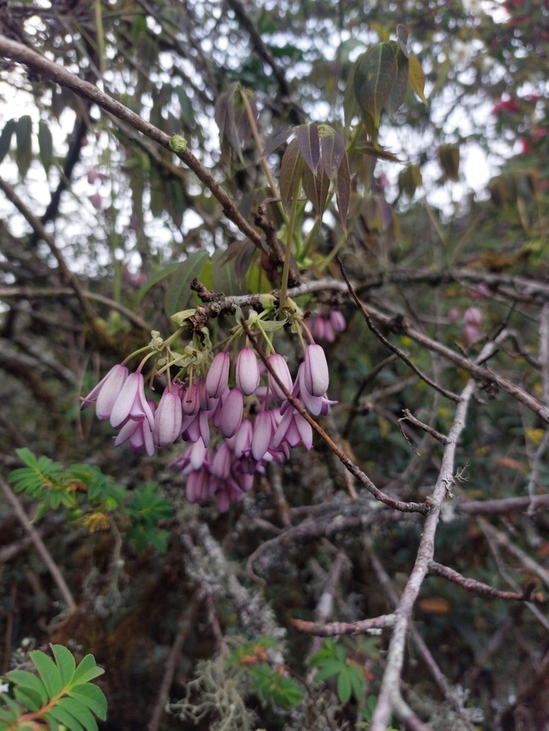 Stauntonia latifolia photo 4