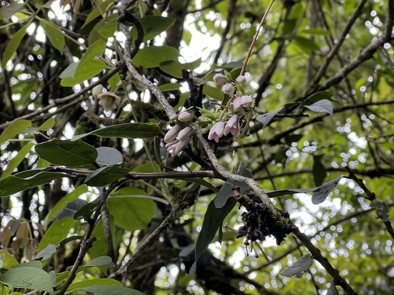 Stauntonia latifolia photo 6