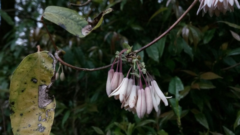 Stauntonia latifolia photo 8