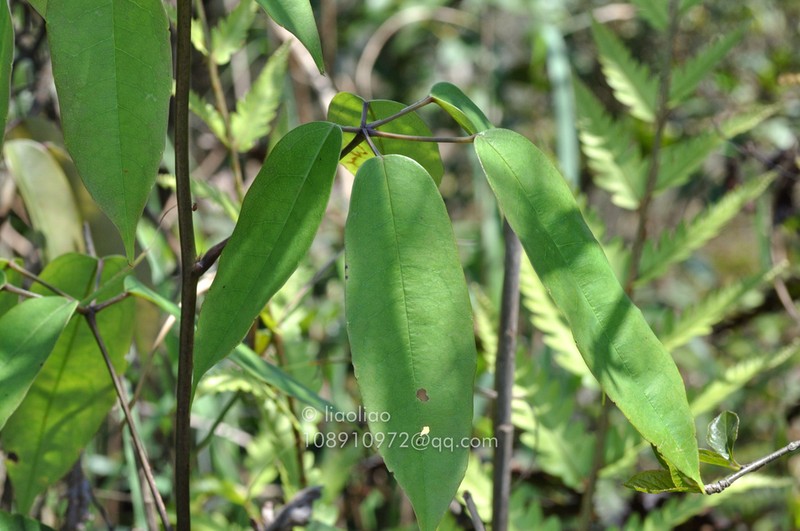 Stauntonia maculata