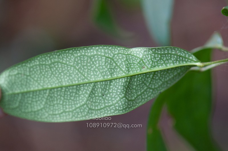 Stauntonia maculata photo 2