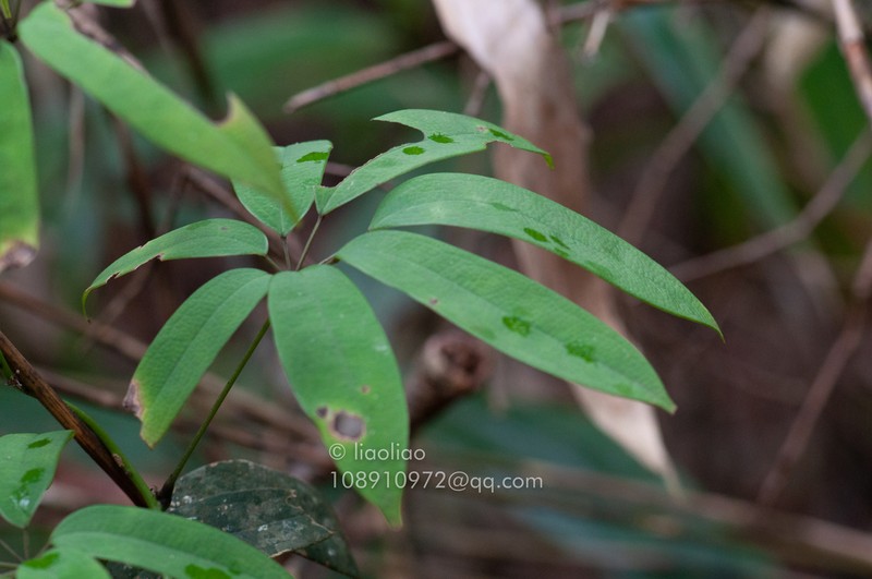 Stauntonia maculata photo 3