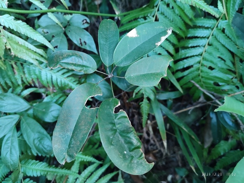 Stauntonia maculata photo 4