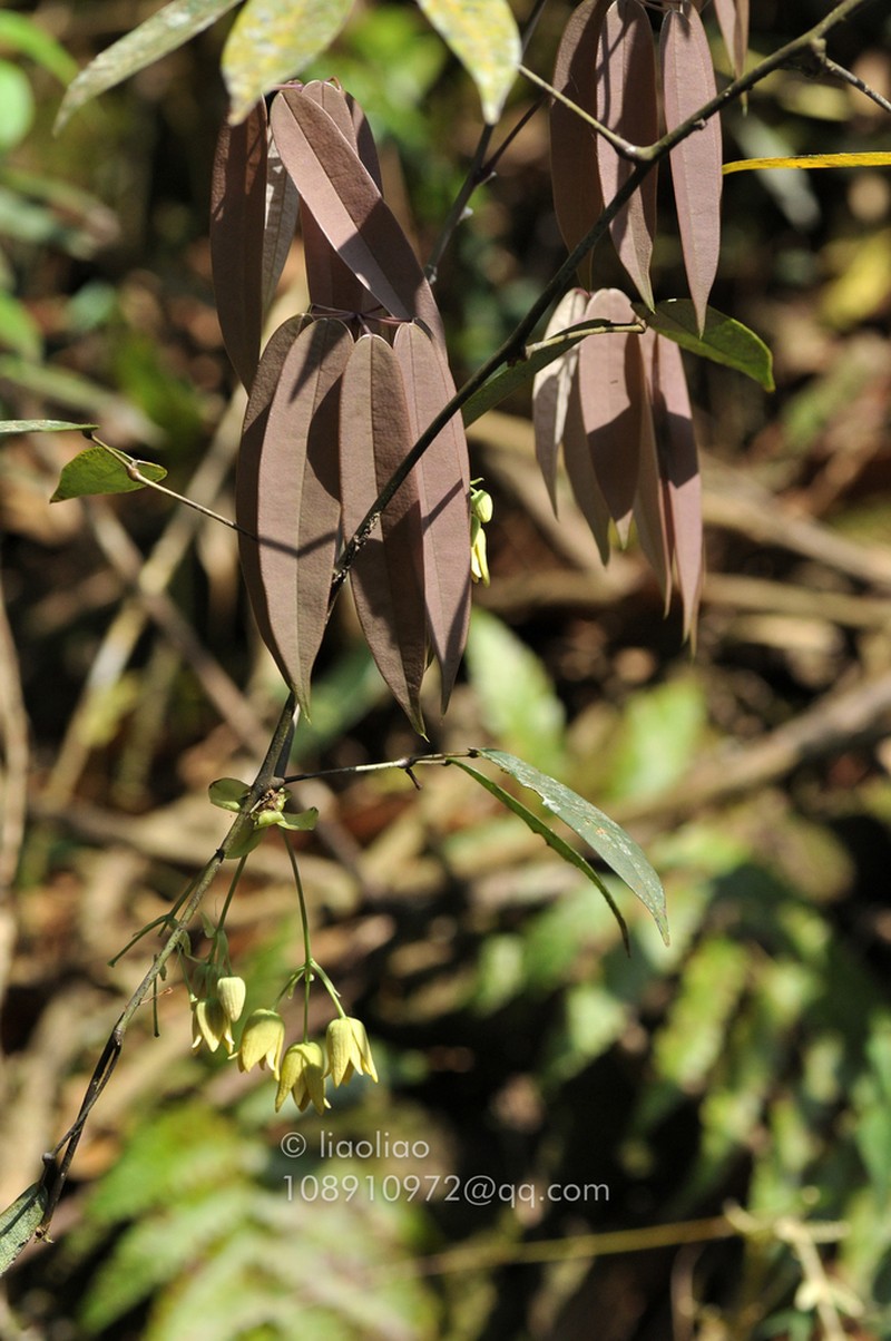 Stauntonia maculata photo 5