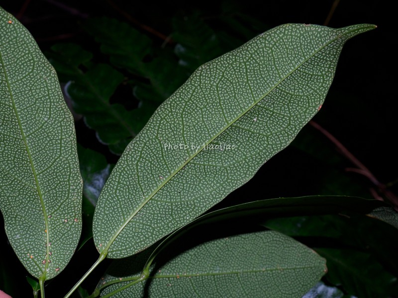 Stauntonia maculata photo 6