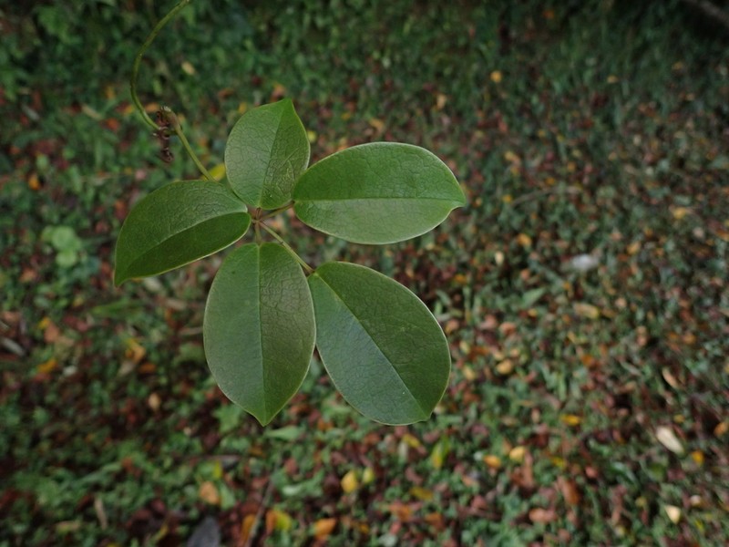 Stauntonia obovata photo 2
