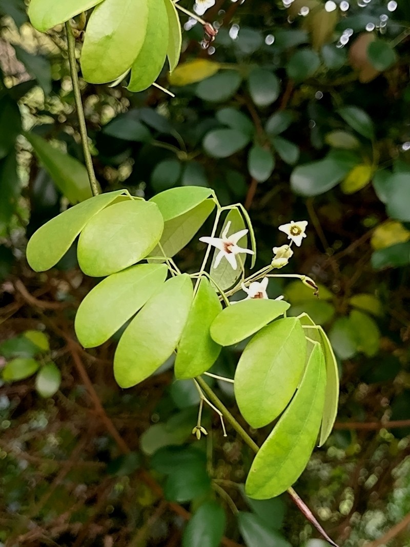Stauntonia obovata photo 3