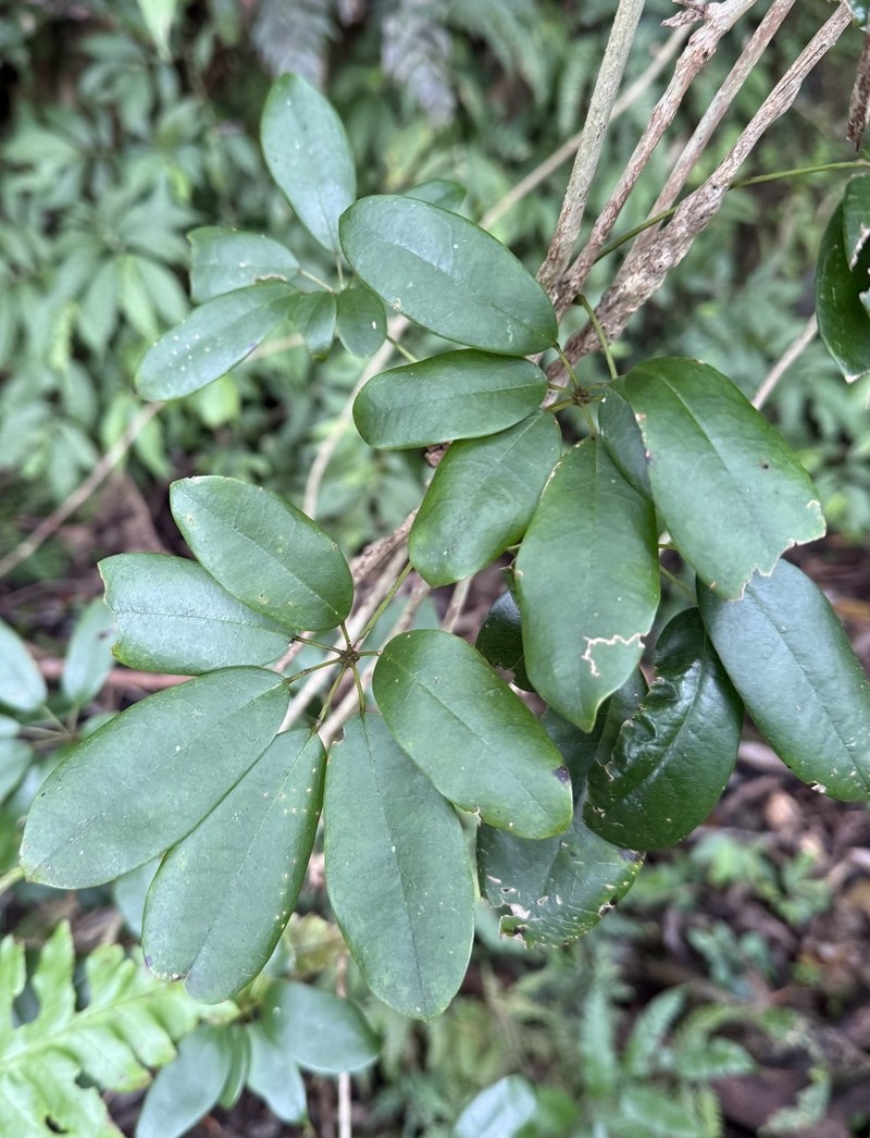 Stauntonia obovata photo 4