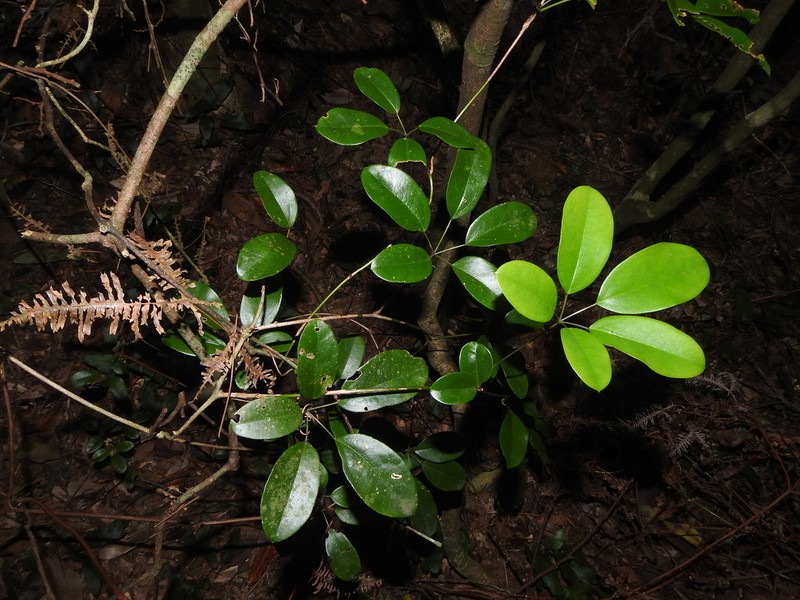Stauntonia obovata photo 5