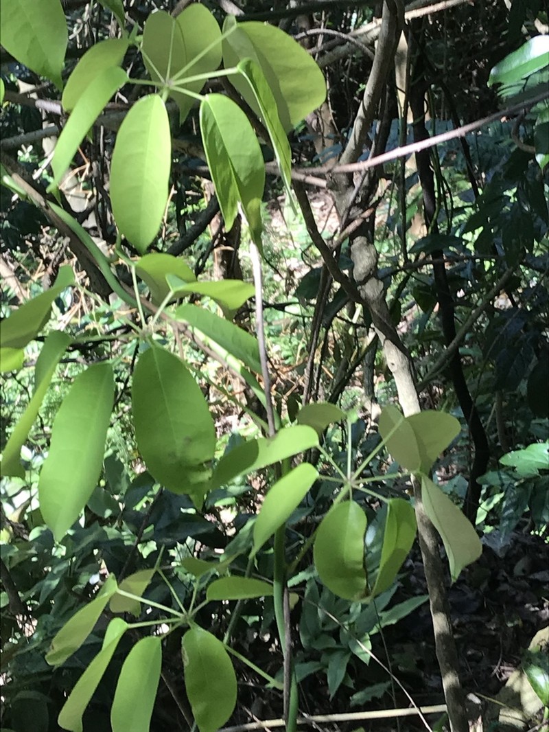 Stauntonia obovata photo 6