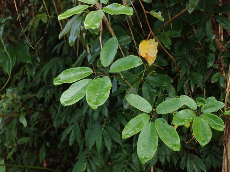 Stauntonia obovata photo 7