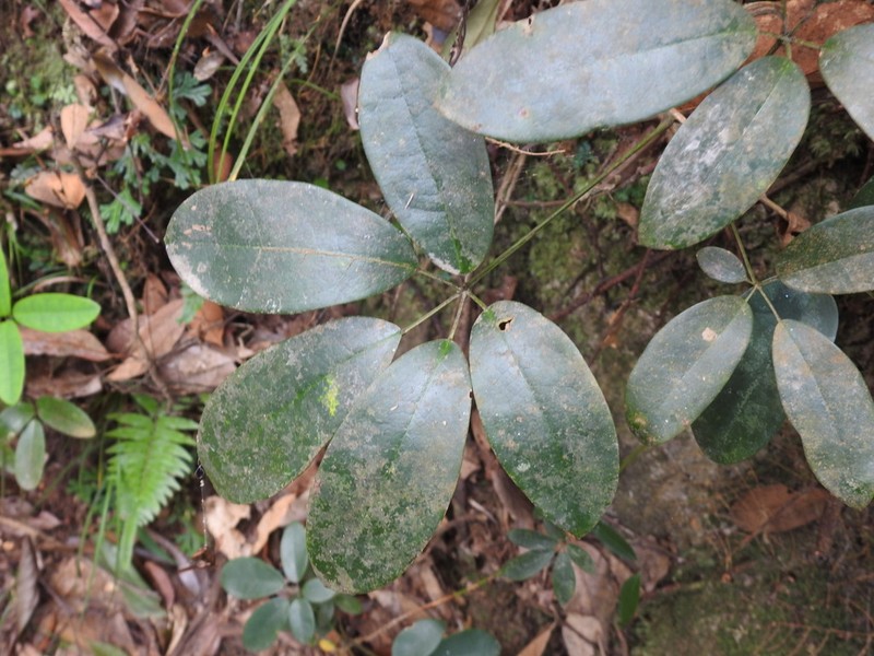 Stauntonia obovata photo 8