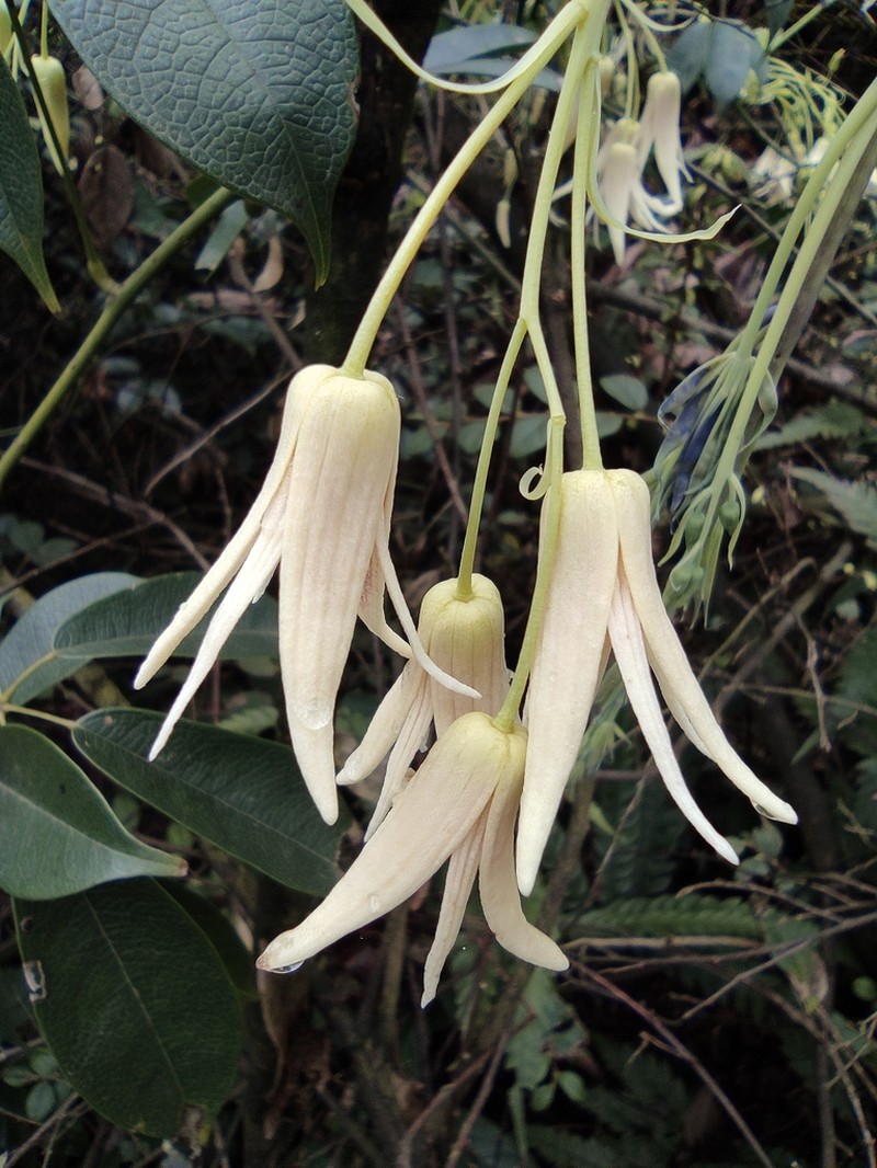 Stauntonia obovatifoliola