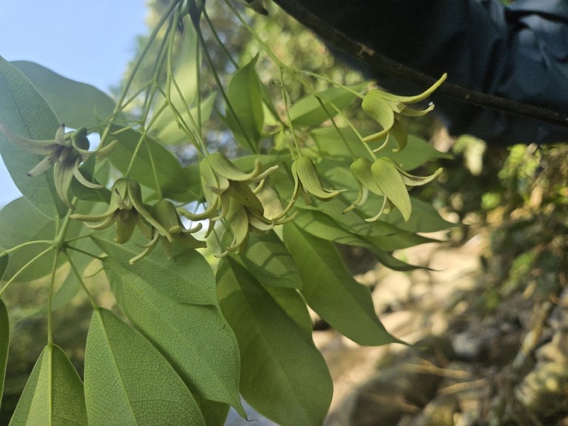 Stauntonia obovatifoliola photo 3