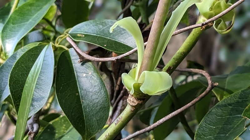 Stauntonia obovatifoliola photo 4