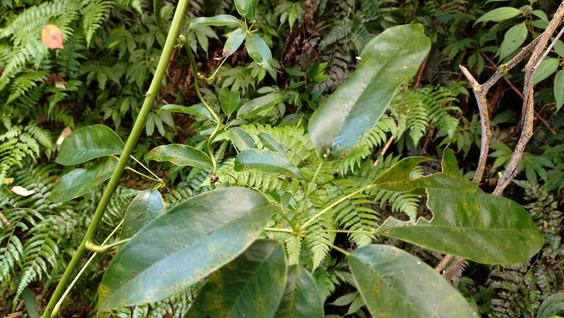 Stauntonia obovatifoliola photo 5