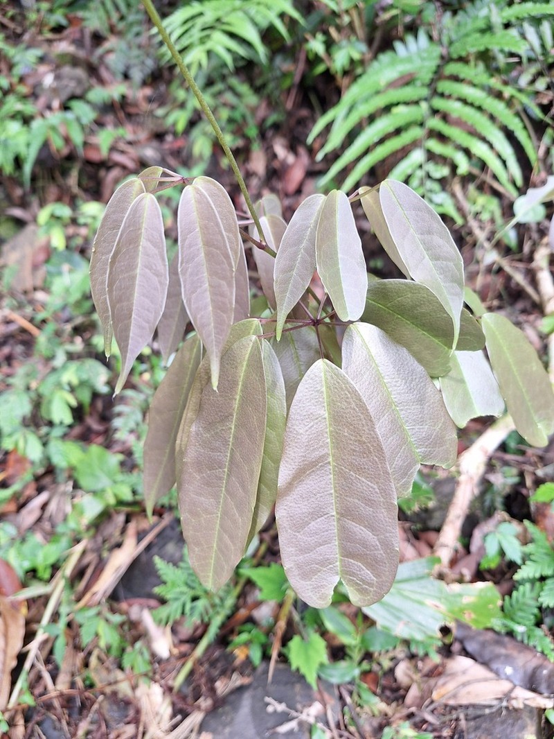 Stauntonia obovatifoliola photo 6