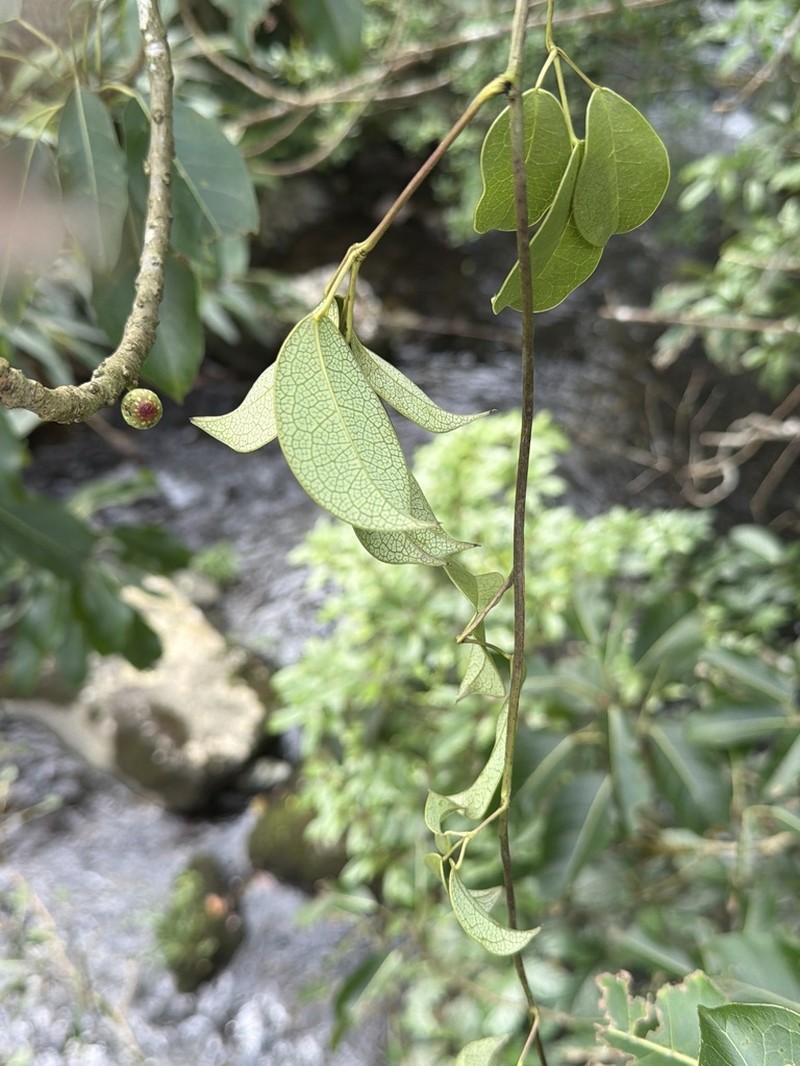 Stauntonia obovatifoliola photo 7