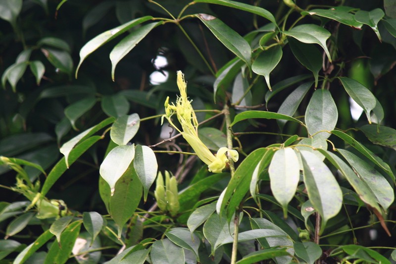 Stauntonia obovatifoliola photo 8