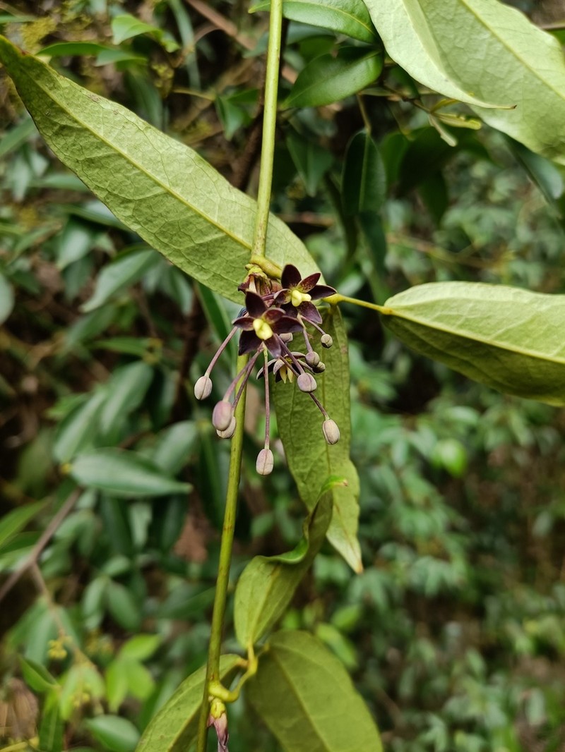 Stauntonia parviflora