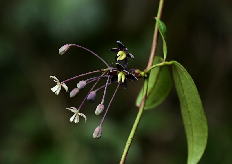 Stauntonia parviflora photo 2