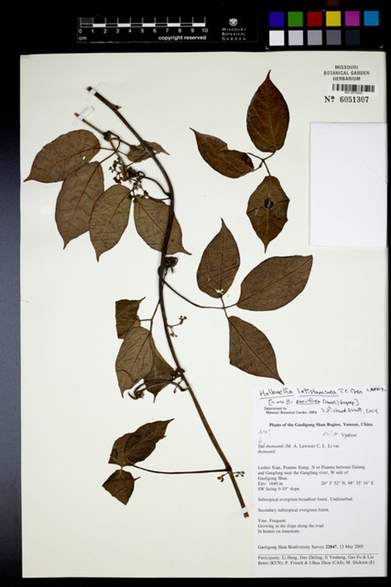 Stauntonia parviflora photo 3