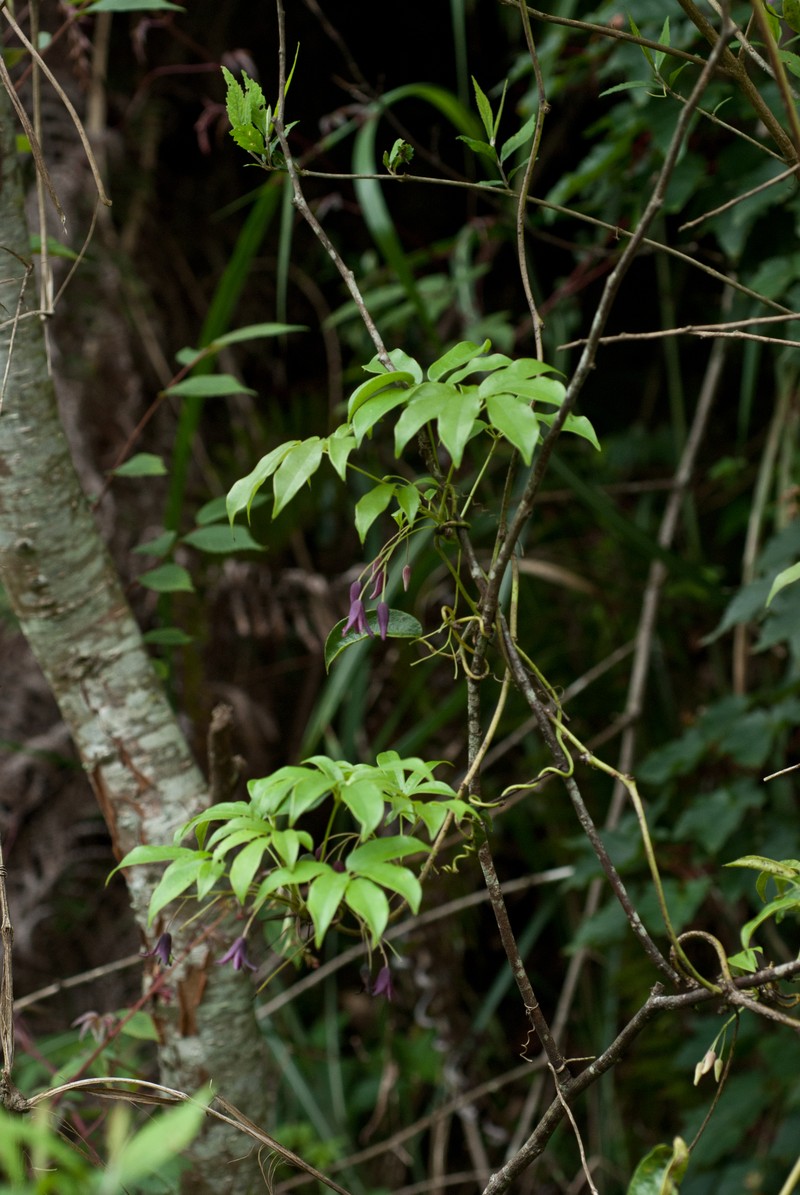 Stauntonia purpurea