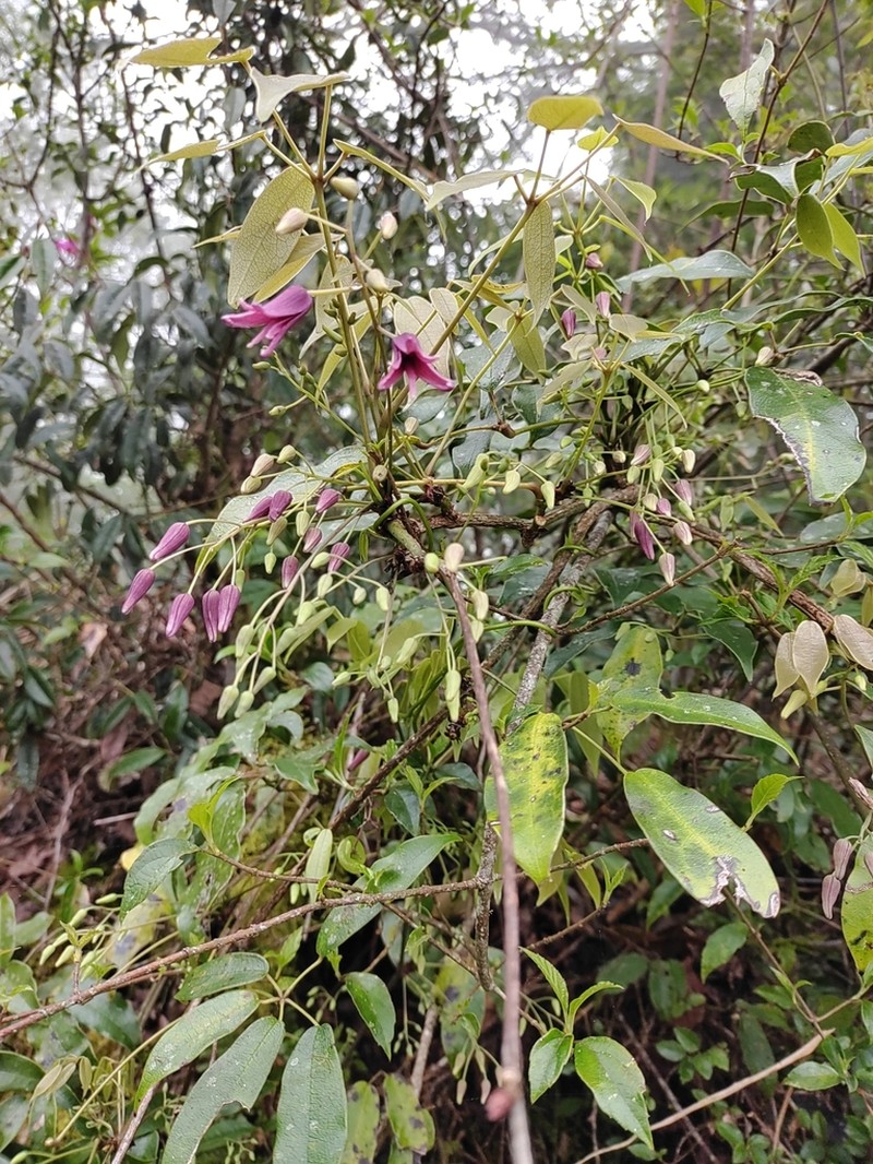 Stauntonia purpurea photo 2
