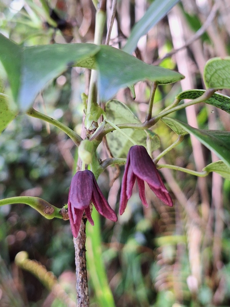 Stauntonia purpurea photo 3