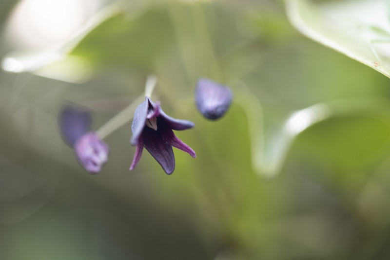 Stauntonia purpurea photo 4