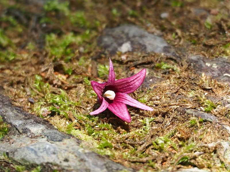 Stauntonia purpurea photo 5