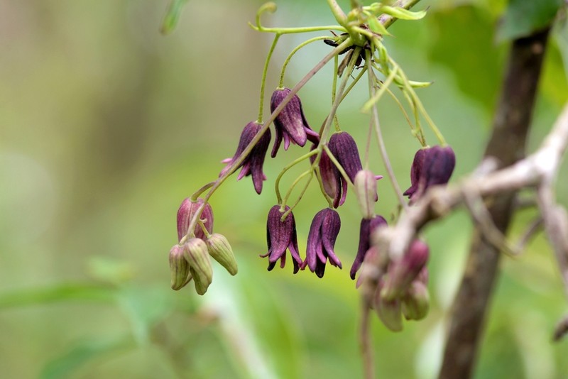 Stauntonia purpurea photo 6