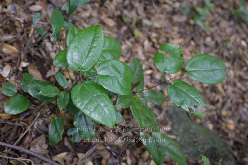 Stauntonia trinervia photo 3
