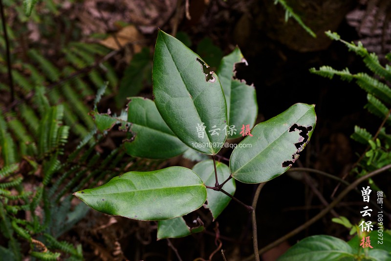 Stauntonia trinervia photo 5
