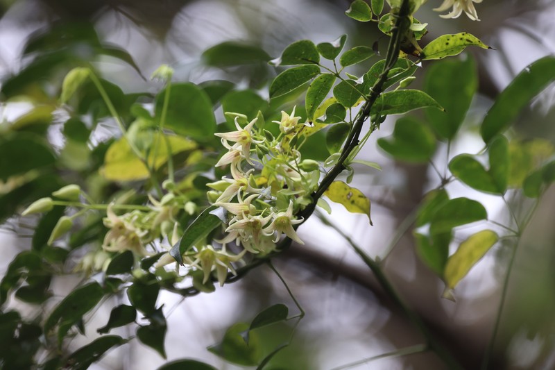Stauntonia yaoshanensis