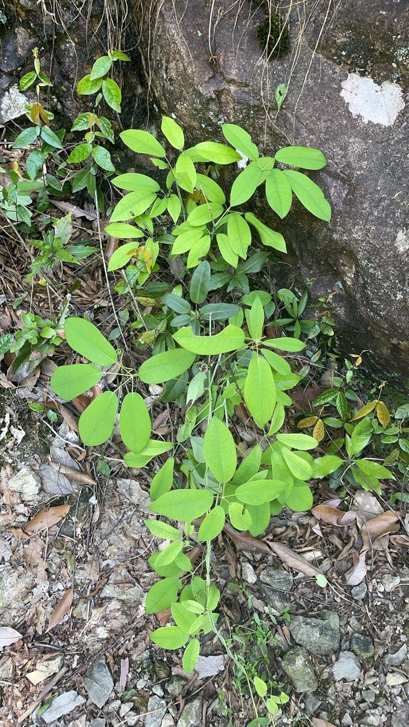 Stauntonia yaoshanensis photo 2