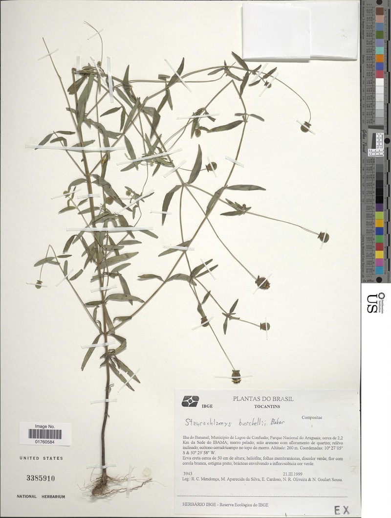 Staurochlamys burchellii