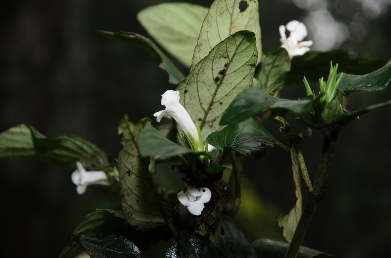 Staurogyne elmeri