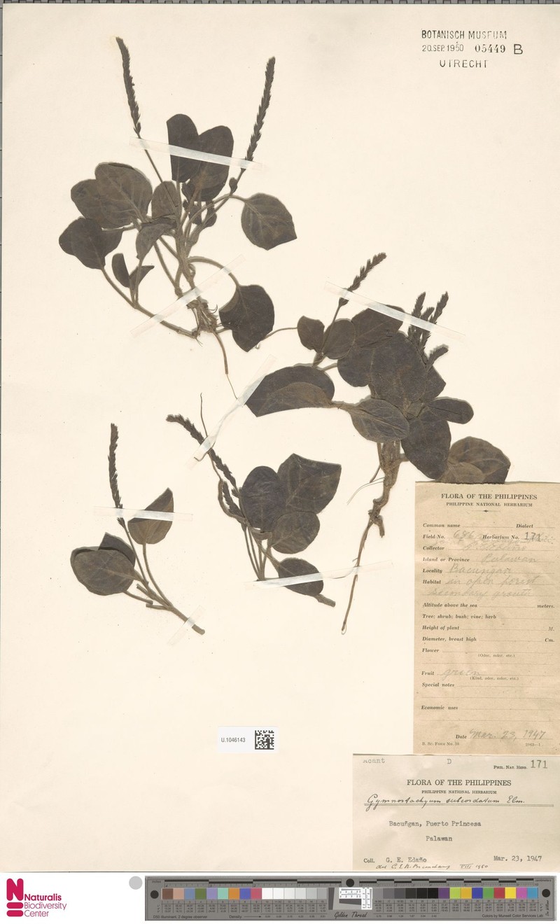 Staurogyne elmeri photo 2
