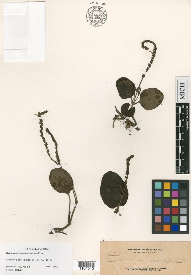 Staurogyne elmeri photo 3