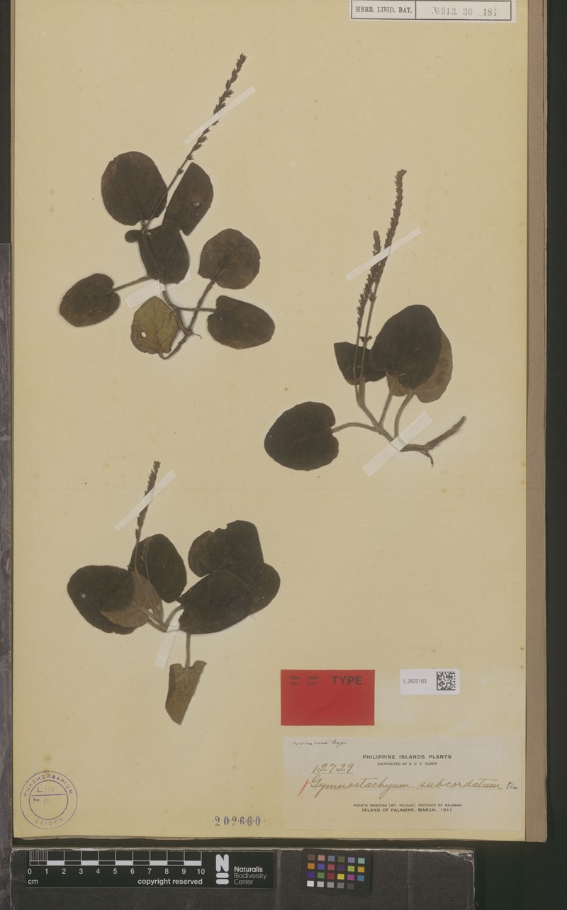 Staurogyne elmeri photo 4