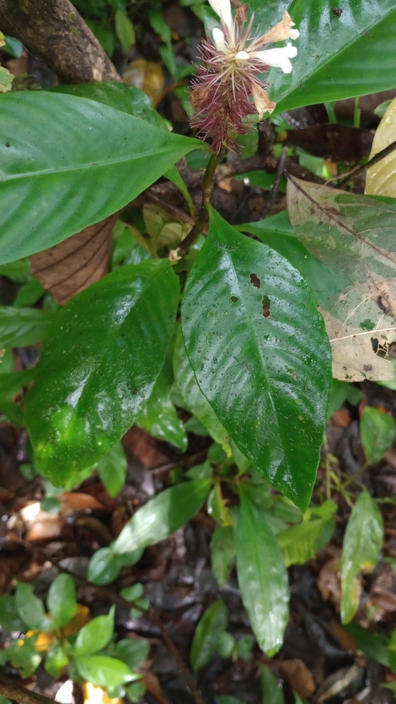 Staurogyne guianensis