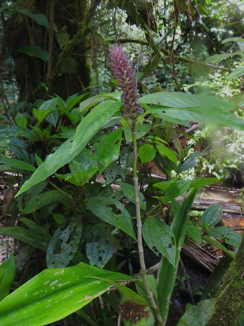 Staurogyne guianensis photo 2
