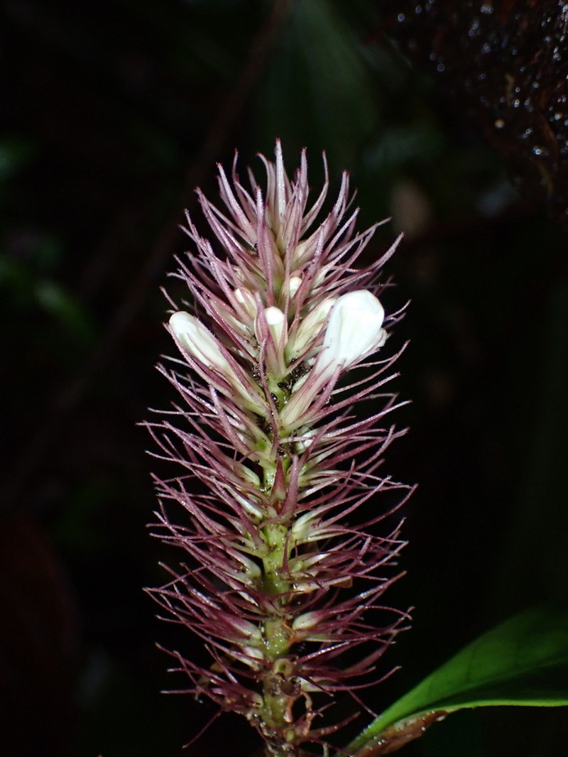 Staurogyne guianensis photo 3