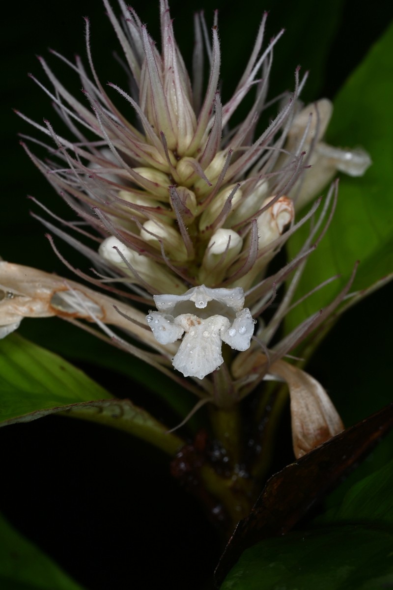 Staurogyne guianensis photo 4