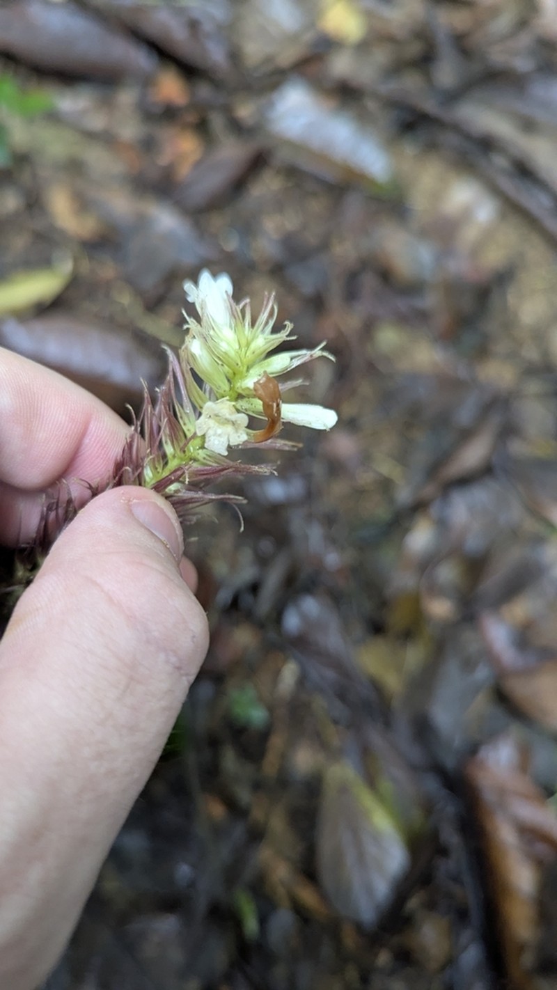 Staurogyne guianensis photo 5