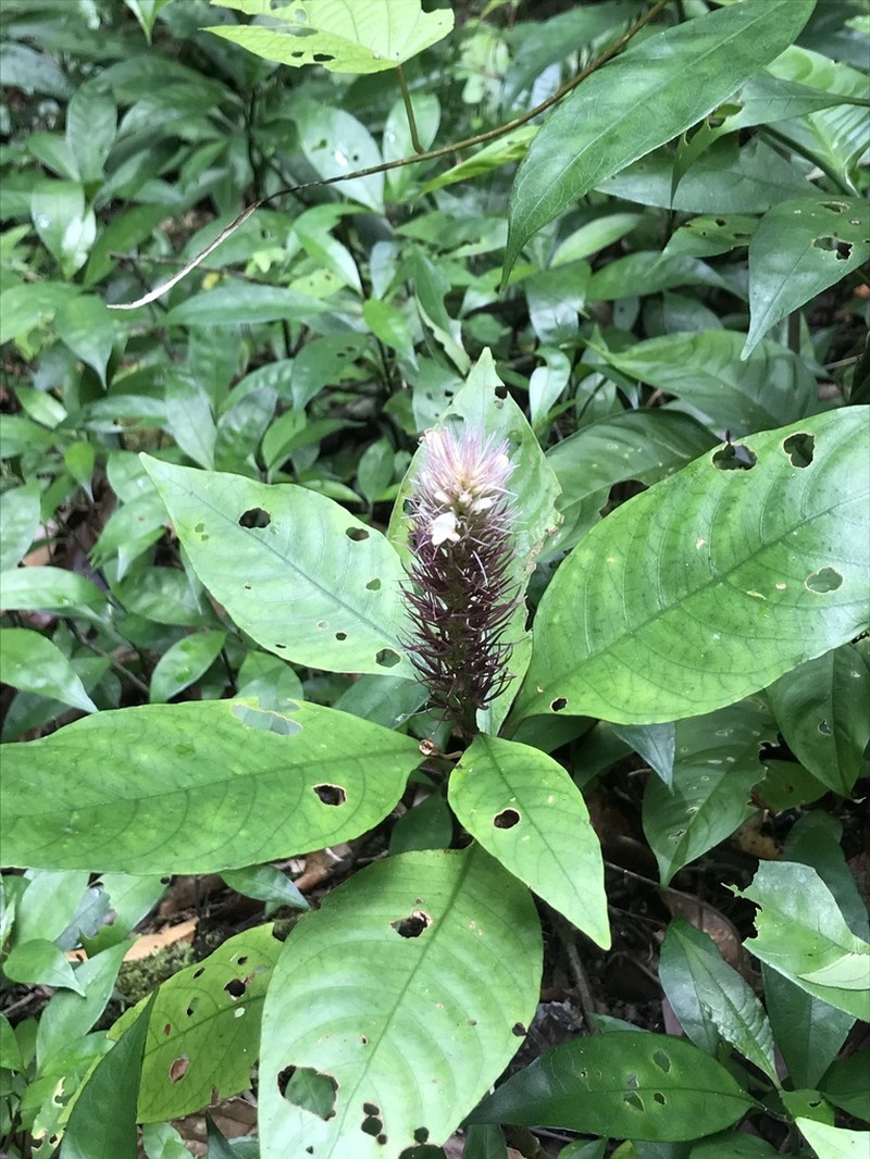 Staurogyne guianensis photo 6