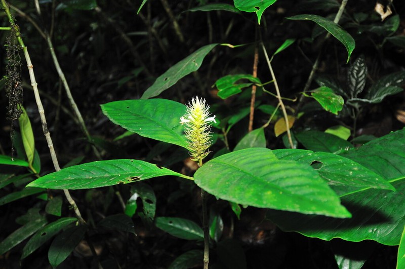 Staurogyne guianensis photo 7